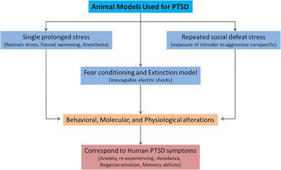 The neural circuits and molecular mechanisms underlying fear dysregulation in posttraumatic stress disorder